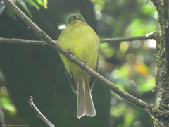 Myiophobus flavicans