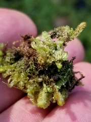 Scapania irrigua