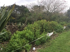 Haloragis erecta erecta