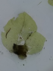 Scapania irrigua