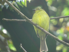 Myiophobus flavicans