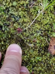 Scapania irrigua