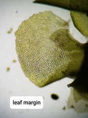 Scapania irrigua