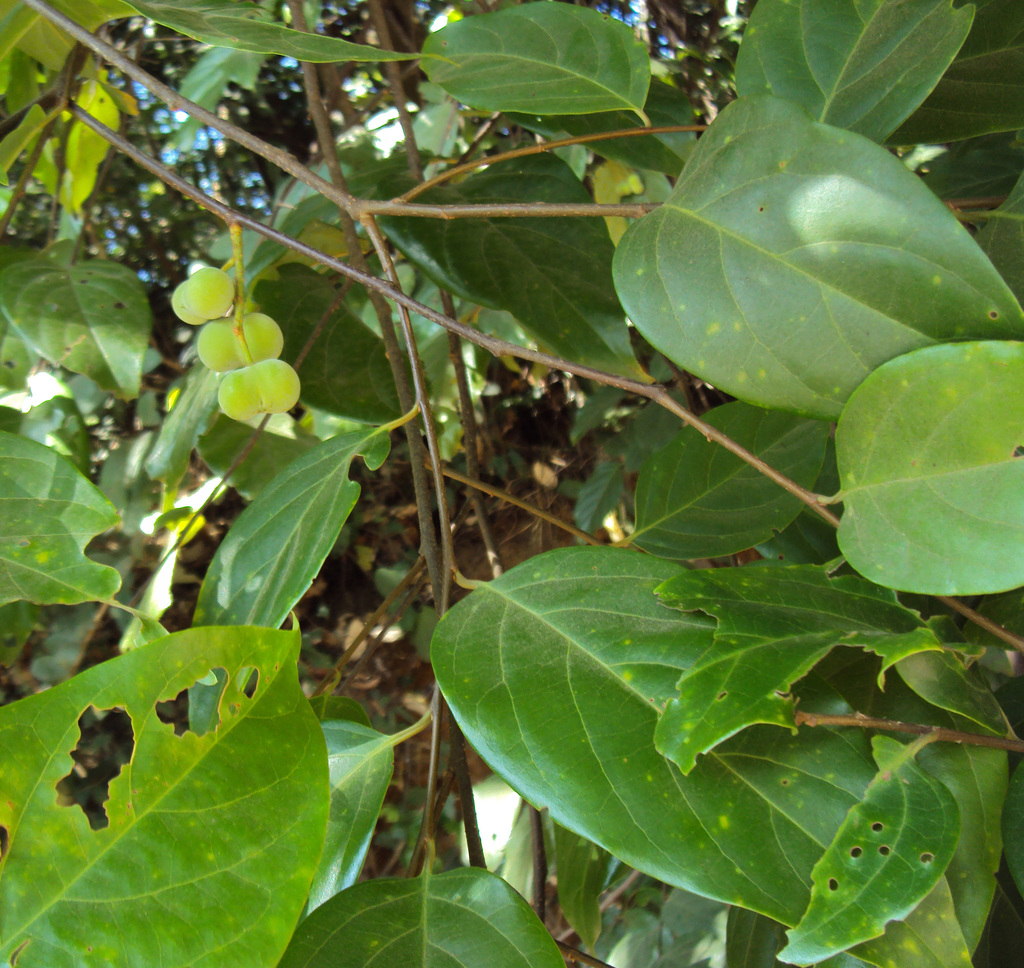 Prunus ceylanica