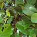 Prunus ceylanica - Photo (c) Vinayaraj, osa oikeuksista pidätetään (CC BY-SA)