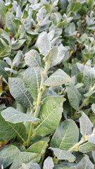 Salix commutata