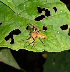 Hamadruas hieroglyphica