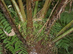 Cyathea capensis
