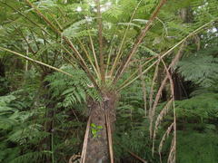 Cyathea capensis