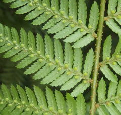 Cyathea capensis