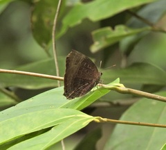 Arhopala madytus