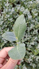 Salix commutata