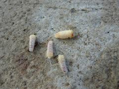 Belonogaster lateritia