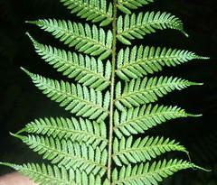 Cyathea capensis