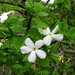 Gardenia resiniflua - Photo (c) Mark Hyde, Bart Wursten and Petra Ballings,  זכויות יוצרים חלקיות (CC BY-NC)