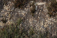 Pronolagus saundersiae