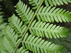 Cyathea capensis