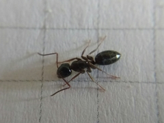 Camponotus fallax