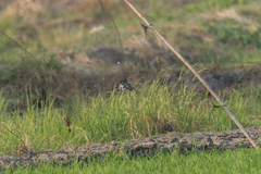 Ploceus hypoxanthus chryseus