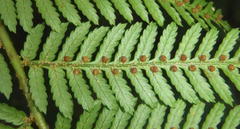 Cyathea capensis