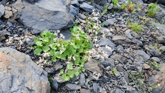 Micranthes nelsoniana