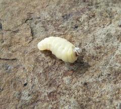 Belonogaster lateritia