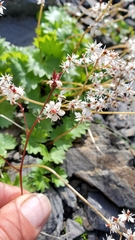 Micranthes nelsoniana