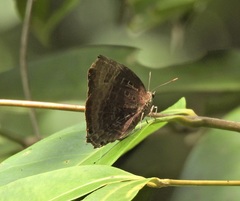 Arhopala madytus