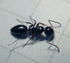 Camponotus fallax