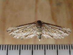 Hebdomophruda