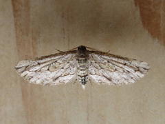 Hebdomophruda