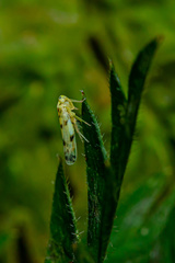 Empoa gillettei