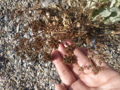 Astrodaucus littoralis
