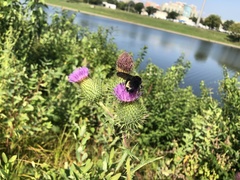Bombus pensylvanicus