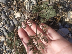 Astrodaucus littoralis