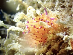 Unidentia aliciae
