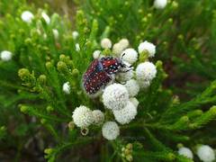 Trichostetha capensis