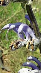 Salvia indica