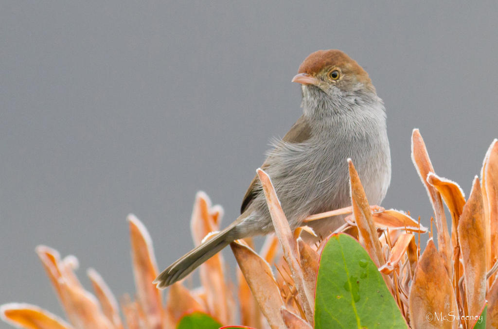 Piping Cisticola photo