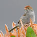 Piping Cisticola - Photo (c) Michael McSweeney, some rights reserved (CC BY-NC), uploaded by Michael McSweeney