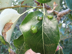 Taphrina populi-salicis