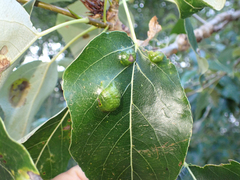 Taphrina populi-salicis