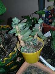 Pachyphytum compactum