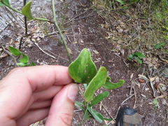 Smilax auriculata