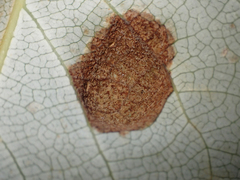 Taphrina populi-salicis
