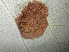 Taphrina populi-salicis