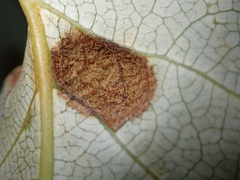 Taphrina populi-salicis