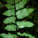 Cheilanthes viridis macrophylla - Photo (c) M Kriek, vissa rättigheter förbehållna (CC BY-SA), uppladdad av M Kriek