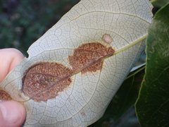 Taphrina populi-salicis