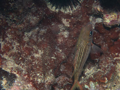 Neoniphon vexillarium